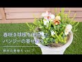 【秋冬の寄せ植え】春咲き球根を使用したパンジーの寄せ植え