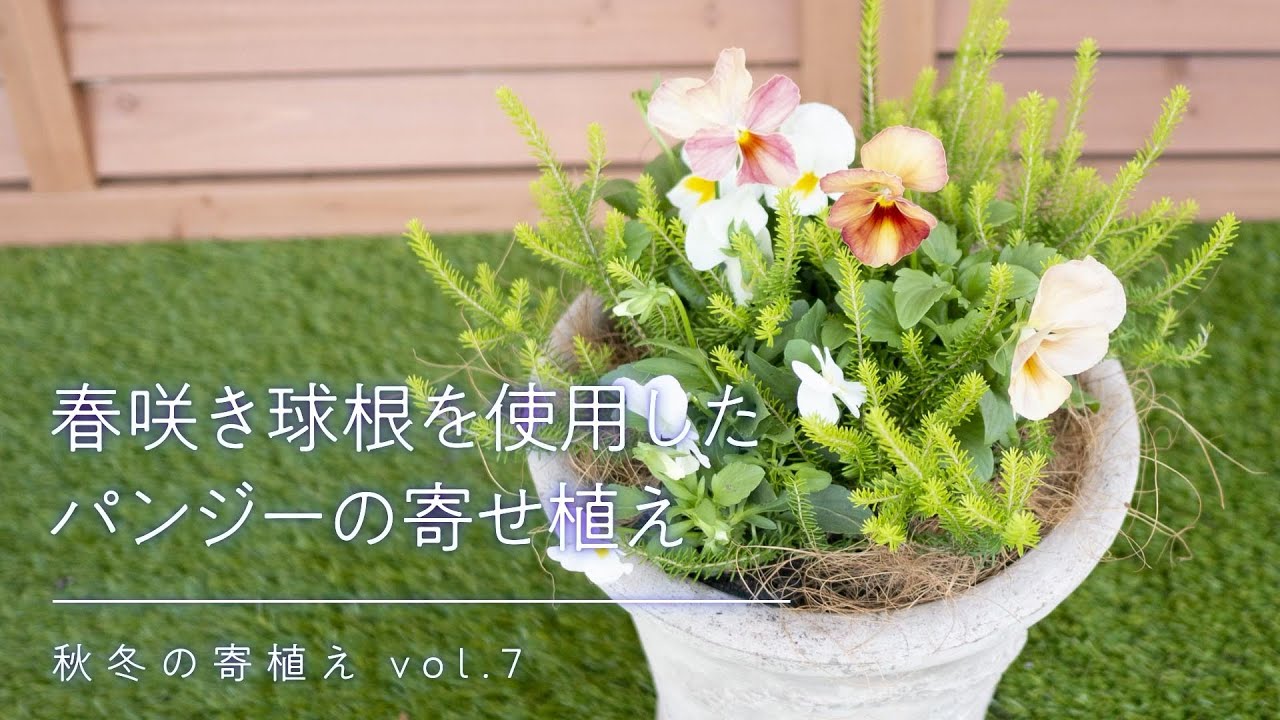 秋冬の寄せ植え 春咲き球根を使用したパンジーの寄せ植え Youtube