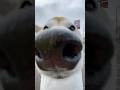 私事ですが...🍣食べてみたい.. #柴犬