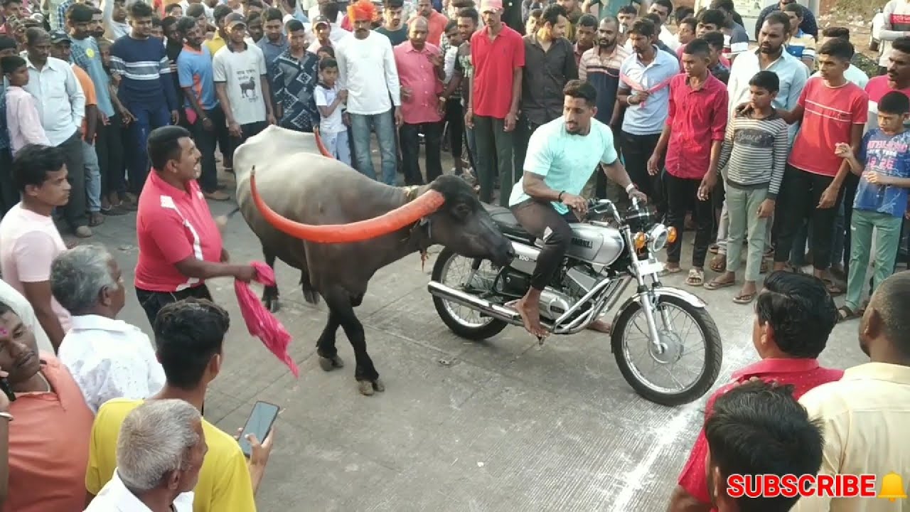 Jabardast Pandharpuri Buffalo Running in Race
