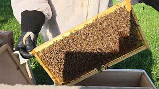 4-21-26 Hive Inspection - Cbus Swarm