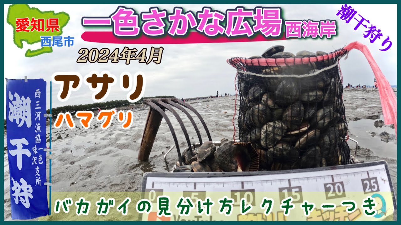 貝塚発見か⁉️アサリがザクザク出て来て驚いた！