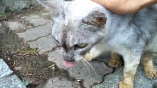よく鳴く人懐っこい公園の野良猫