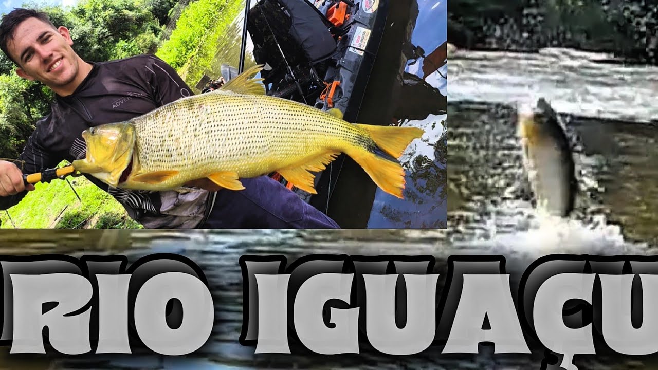 Perigo Dourado Gigante me puxou pra corredeira