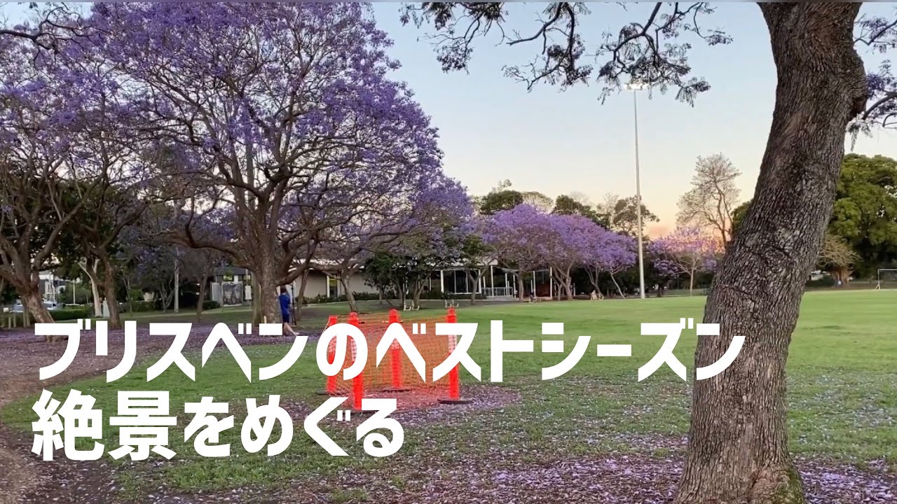 ブリスベン散策vlog 夕暮れ時のジャカランダと最高の夜景を楽しむ Youtube