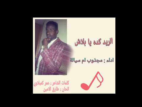 الريدة كدة يا بلاش مجذوب ام سيالة