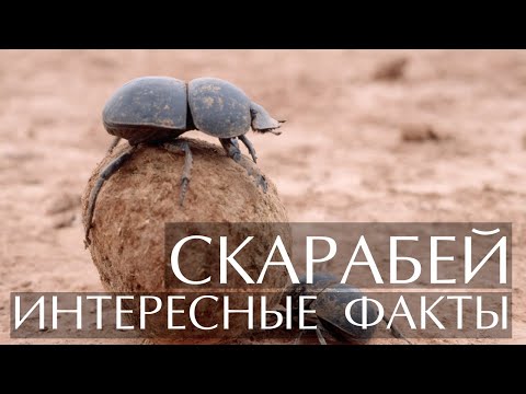 Жук скарабей - интересные факты