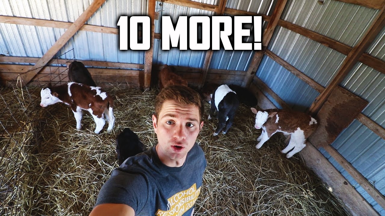 NEW CALVES ARE IN!!!