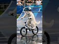 White Kitten Olympics: BMX #whitekitten #olympics2024 #animalsports #cuteai #dynamic #shorts #kitten