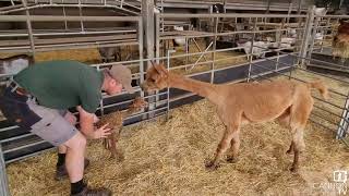 Beyonce has had her baby  Cannon Hall Farm