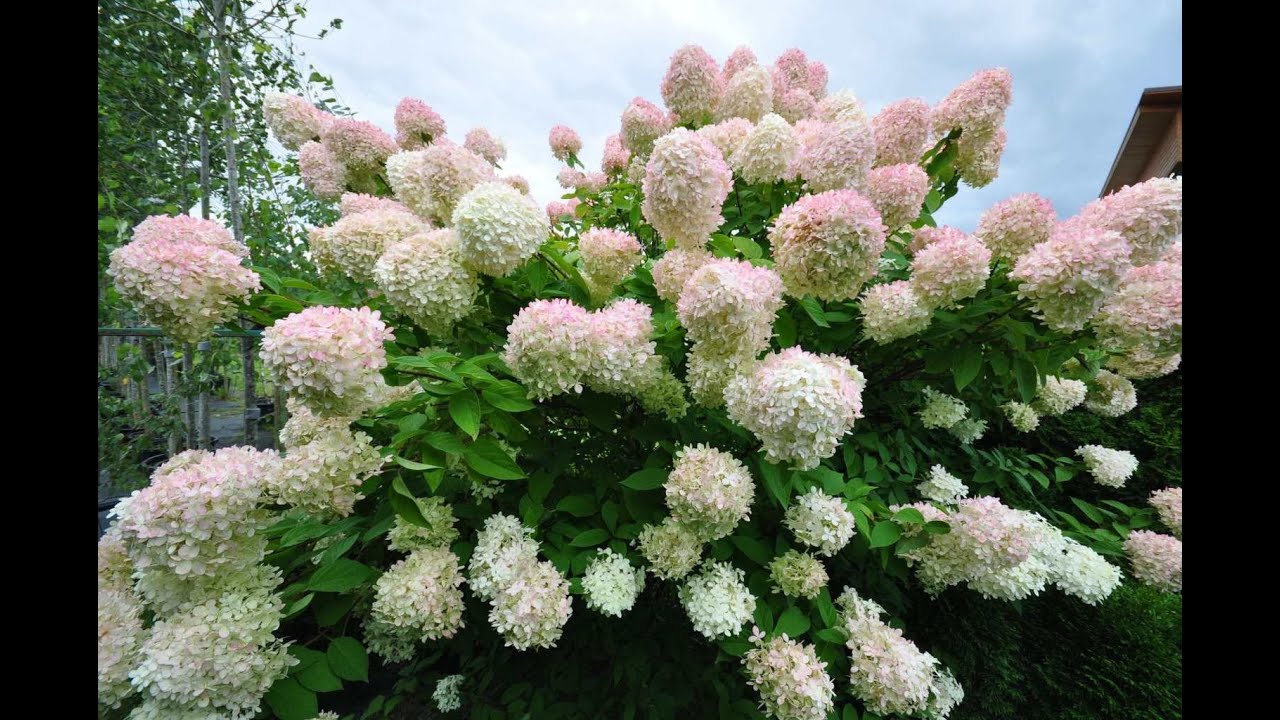 Гортензия гулини купайтириш Gortenzia gulini kunaytirish