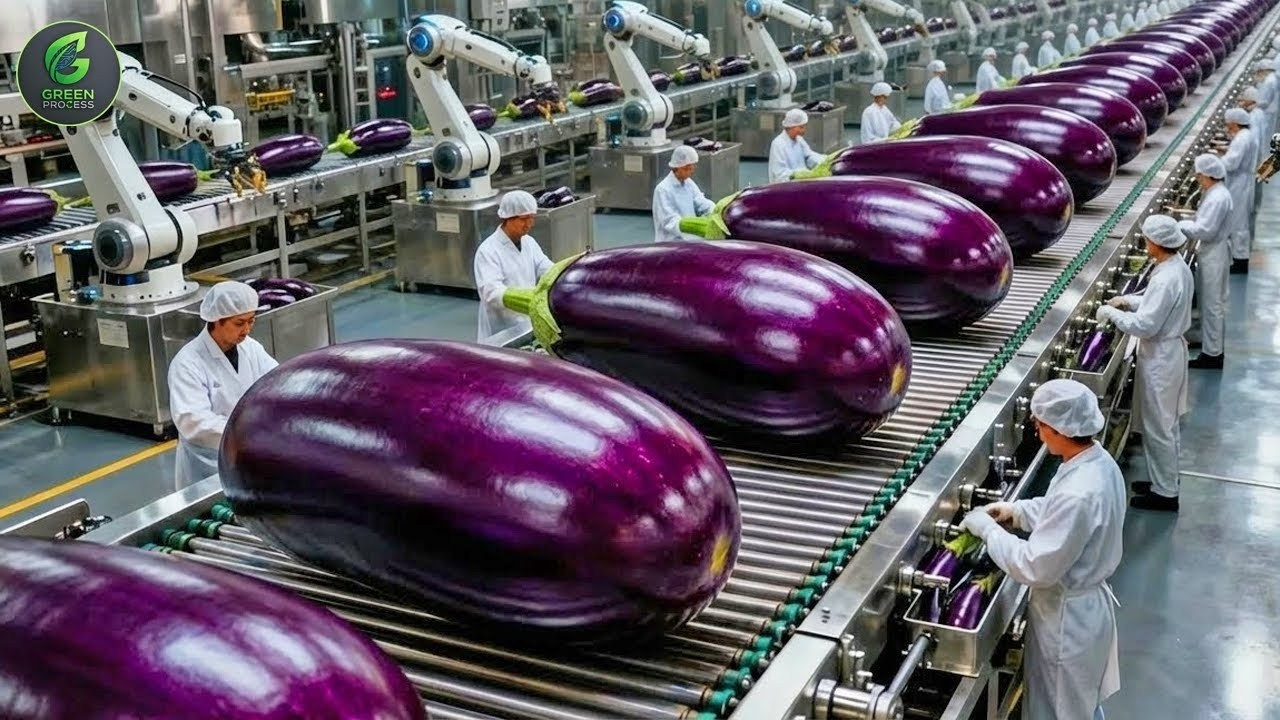 Inside The BIGGEST eggplant Farm & Factory - From Seed to Harvest (Full Process)