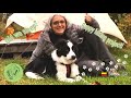 First night in a tent with a puppy on our hiking project! SGR Haspengouw - part 2