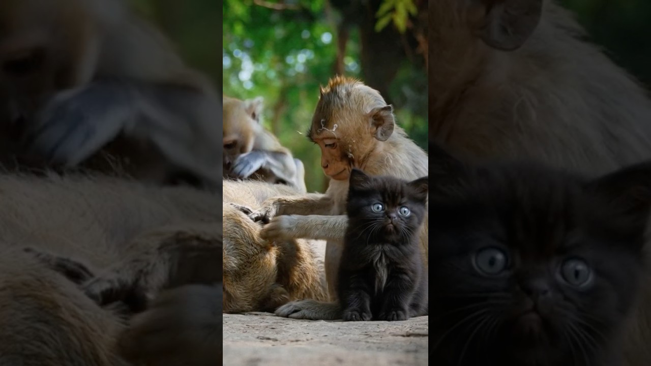 This Monkey Adopted a Kitten! 🥰