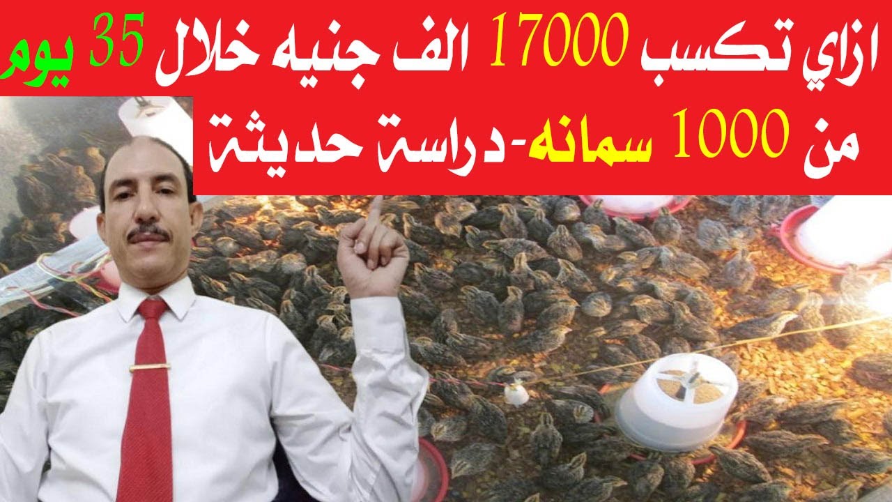 #مشروع_السمان/دراسة جدوى حديثة لتربية 1000 سمانه في المنزل وربح عالي جدا