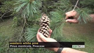 Trees with Don Leopold - western white pine