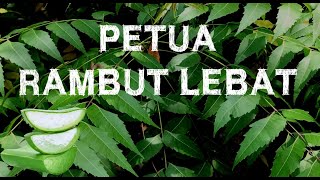 Petua Rambut Lebat Daun Semambu