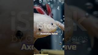 Longevity of Axolotls