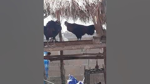 ไก่ต่อไก่ป่าขันดีสุดๆ-qaib dib qua zoo heev..whatsapp02052153089