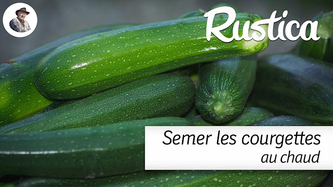 La Courgette