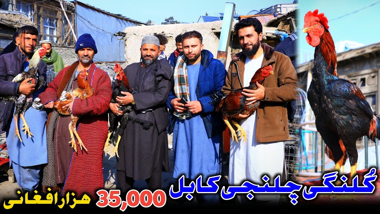 کُلنگی چلنجی کابل | فروش یک مرغ به 180 لگ افغانی 😲 | قیمت ترین مرغ کُلنگی افغانستان 3,000 هزار دالر