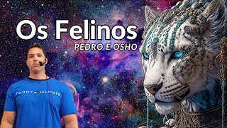 PEDRO E OSHO / Extraterrestres Felinos e existe muito mais.