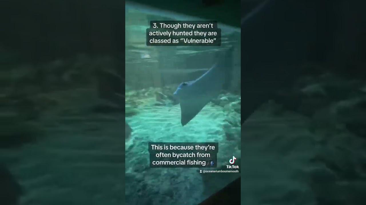 Trick & Treat the Cownose Stingrays! 