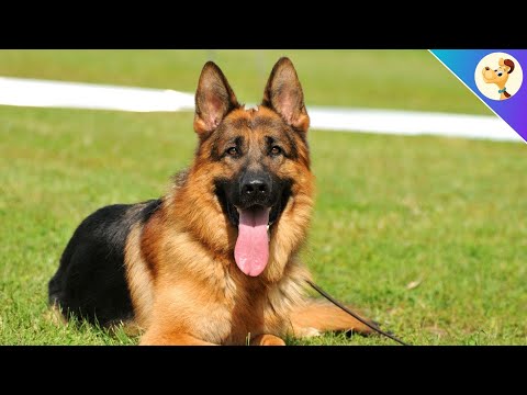 Video: So pflegen Sie Ihren Deutschen Schäferhund