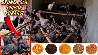 🦃UY SHAROITIDA🦃KURKA (INDUK) BOQISH BIZNESI