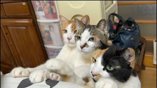 箸置きを撮るのを忘れました。猫より。