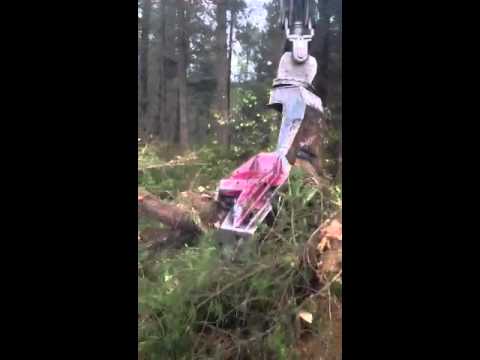 Logging, Volvo 3329FM, Satco 630 Felling Head, Treefelling