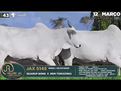 LOTE 43   JAX 5196 e 5145