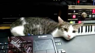 would the kitty fall asleep while listening to piano playing? screenshot 5