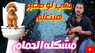 طريقه تدريب الكلب علي الحمام/ اسرع واسهل طريقه لتعليم الكلب علي الحمام