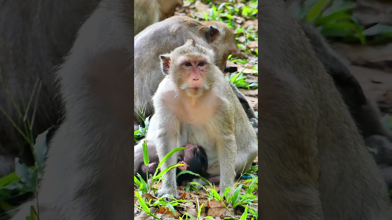 Baby drink milk my mom and mom eat corn boiled