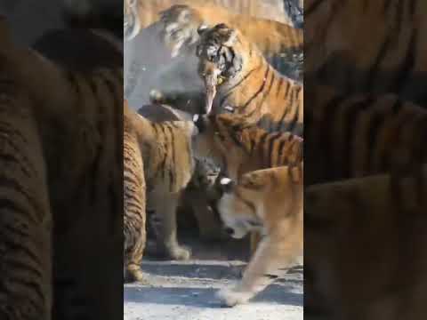 Siberian Tigers Being Fed Live Goat #shorts/#wildlife