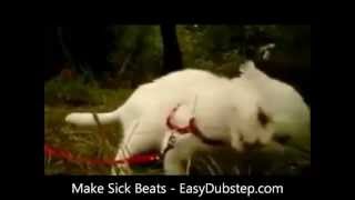 [HD] Dubstep Kitty Cat