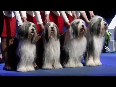 Aiming to host the FCI World Dog Show 2025 in Helsinki