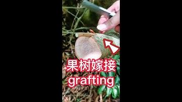 荔枝果樹嫁接的詳細操作過程，教你如何嫁接果樹新品種，一起學習學習吧The detailed operation process of lychee fruit tree grafting