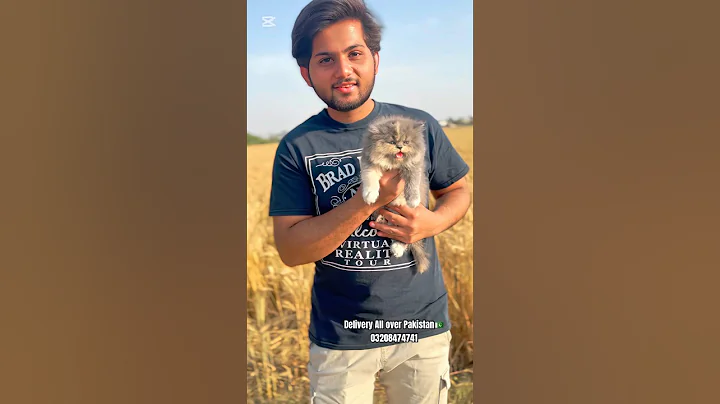 Watch the video about Persian kittens in Pakistan with home delivery/Cats wholesale market in Pakistan #cats #kitten #pets