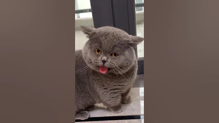 Video 7178301: gray cat, cute gray cat, cat gray funny