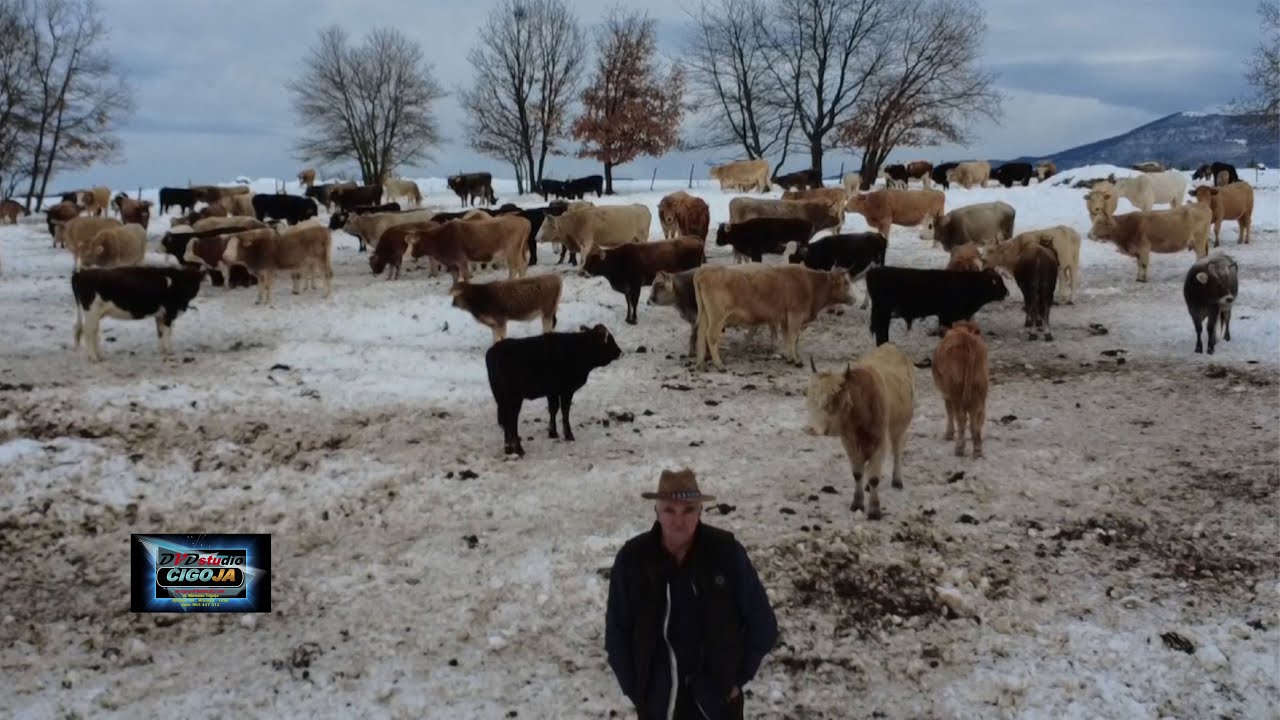 - GOVEDA RAĐE ŠKRBIĆA PRED SNIJEŽNIM PADAVINAMA POHITALA KUĆI