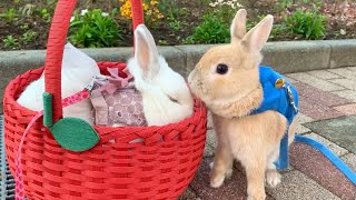 #92 リアルピーターラビットがガールフレンドのうさぎを連れてきました。Real Peter Rabbit brought his girlfriend Rabbit.
