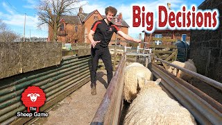The FINAL job before LAMBING starts |  Lambing 2021 screenshot 5