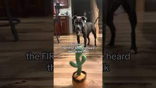 Is this the correct order? #puppy #dogsoftiktok #prettygirlmeira #cactustoy #pitbull #pittie