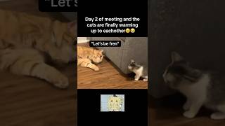 Let’s be fren🥹 #fyp #viral #animals #cat #cats #kitten #cute #funny #aww #pets #fypシ #shorts #yt