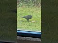 the wise crow's breakfast time visit. #wildlife #crows