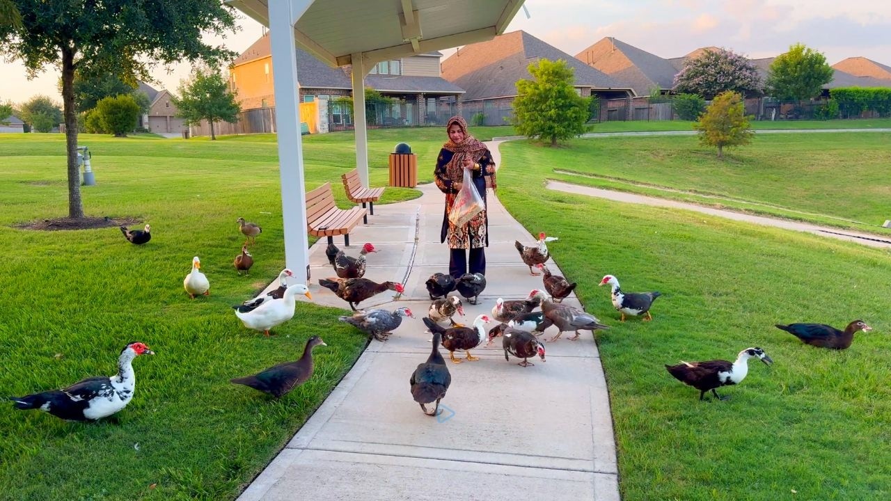 আমেরিকায় আমাদের নেইবরহুডের লেকের একটা সুন্দর বিকেল।Fathima's Lifestyle USA