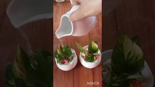Easy money plant propagation and mini pot decor idea 🌿 #decoration #plants