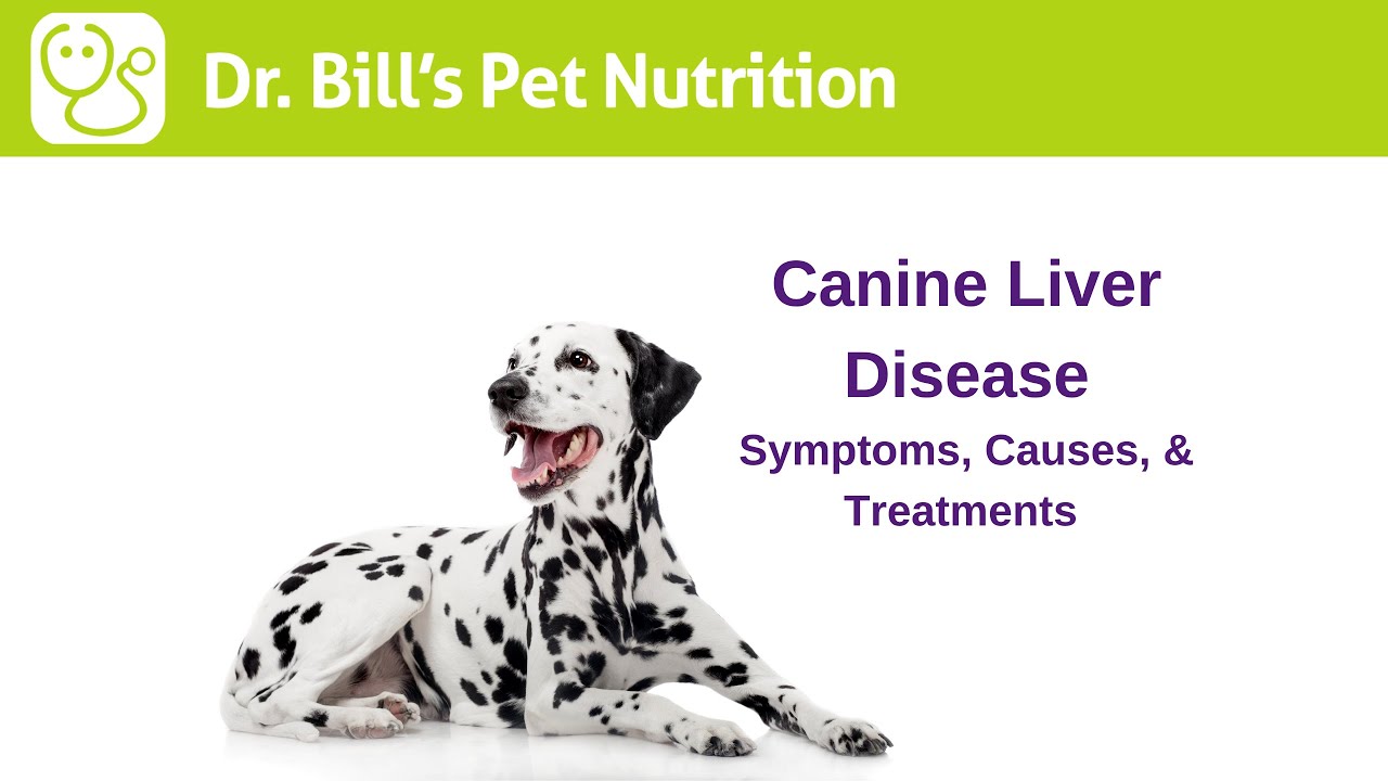 dog supplements for liver disease